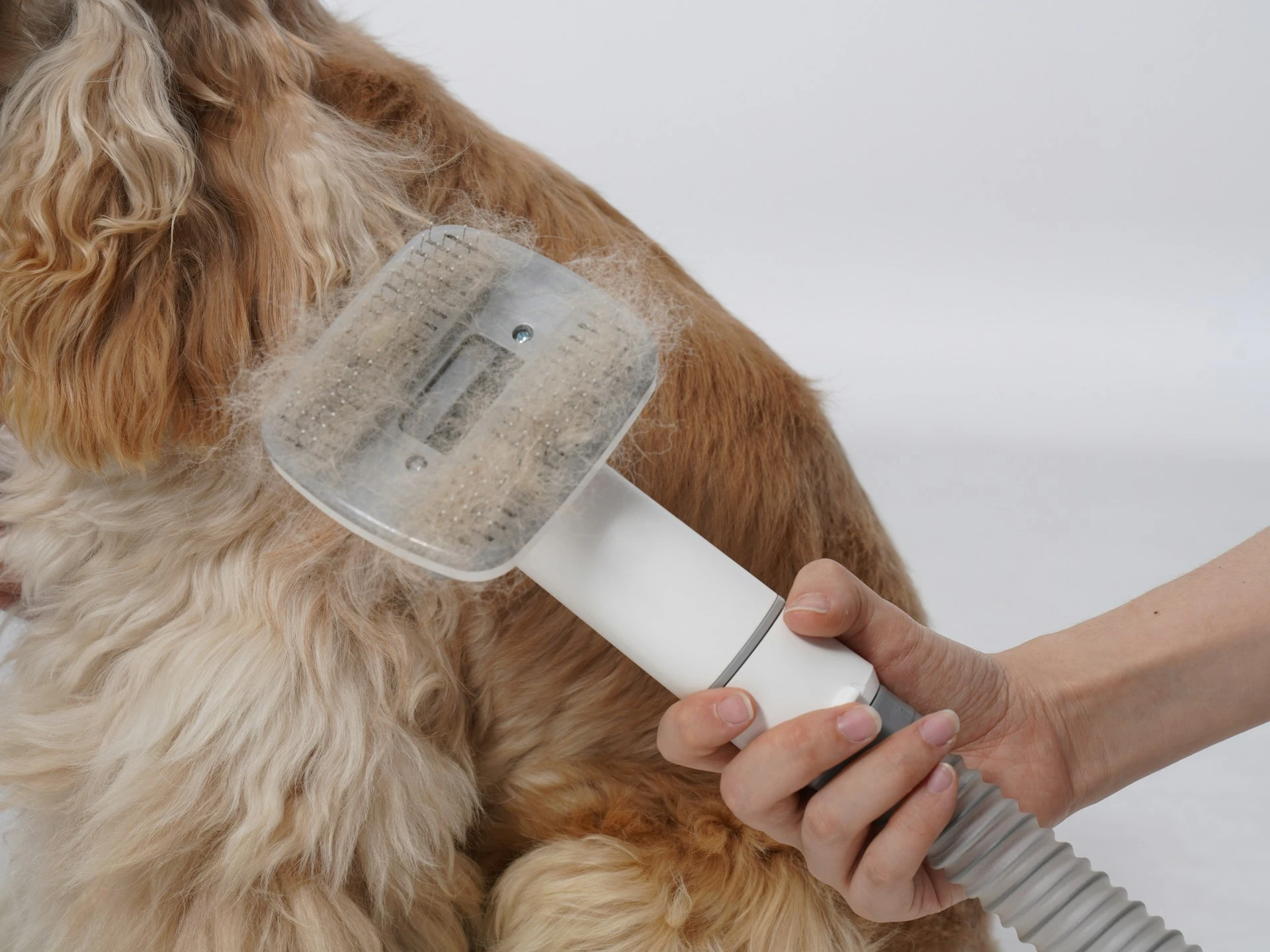 Best dog brushes for shedding UK guide 2026