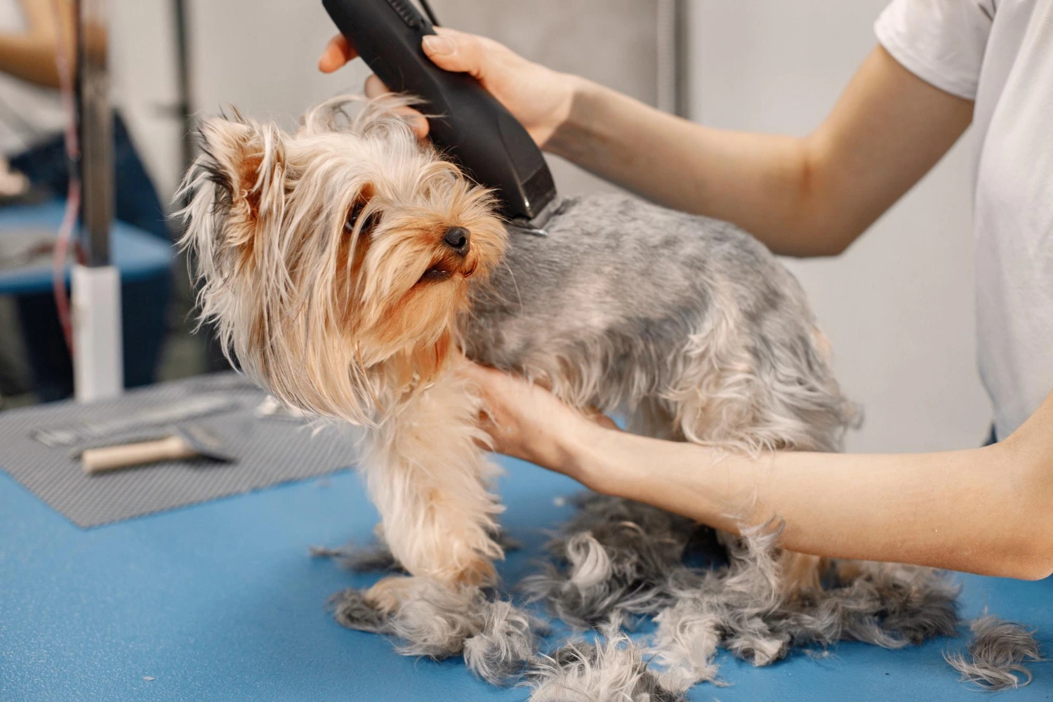 Dog grooming guide by breed UK(2026)