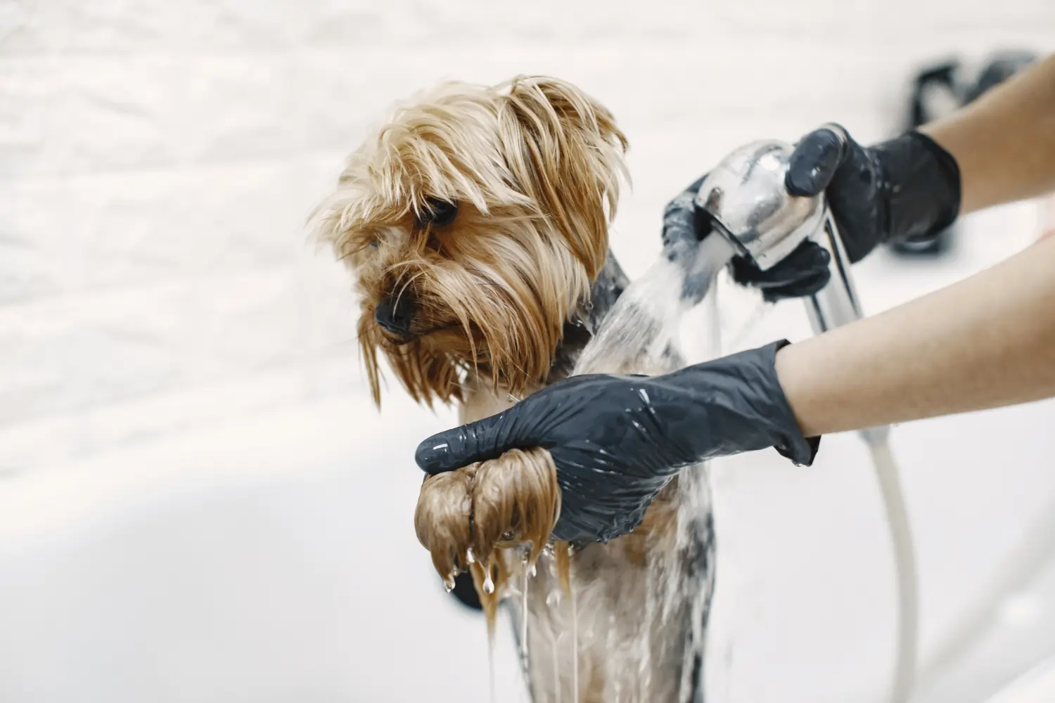 Questions to Ask a Dog Groomer UK (2026)